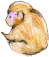 サル1